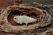 boktorpop in wieg (rhagim sp)